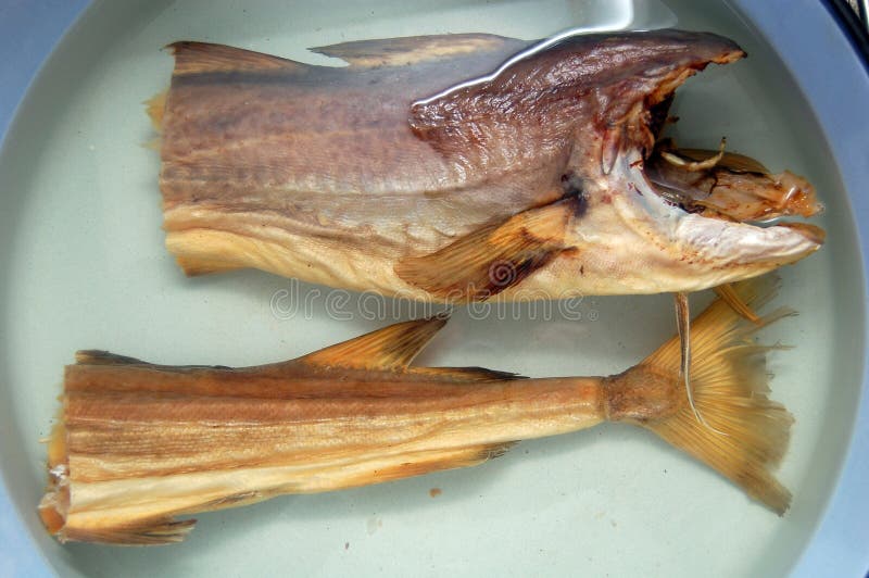 Stockfish imagem de stock. Imagem de escandinavo, pesca - 29769101