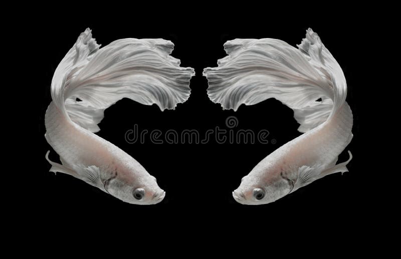 Peixes de combate Siamese da platina branca de Platt Fighti siamese branco foto de stock royalty free Peixes de combate Siamese da platina branca de Platt Fighti siamese branco foto de stock royalty free