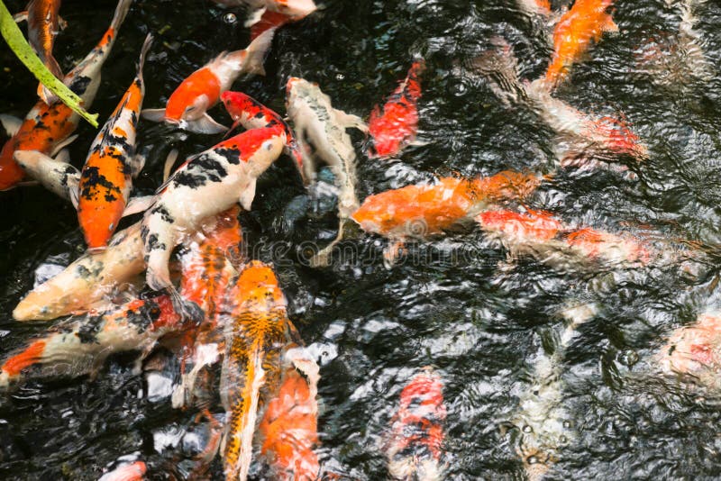 Peixes de Koi em uma lagoa imagem de stock Peixes de Koi em uma lagoa imagem de stock