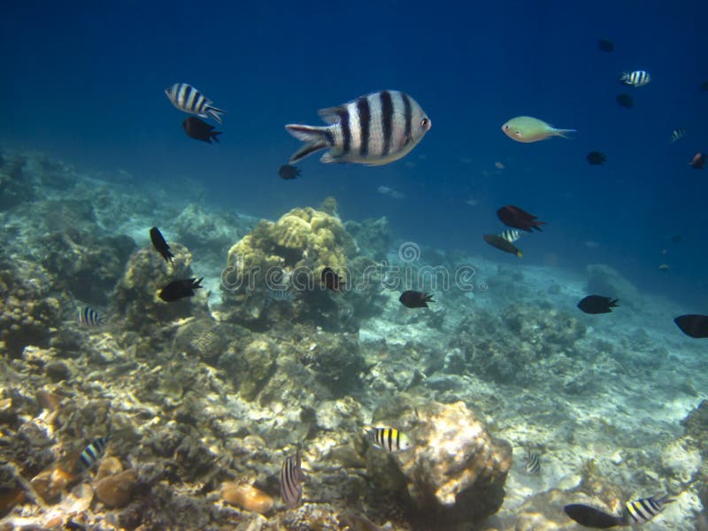 Beautiful sea fish under water. Beautiful sea fish under water.