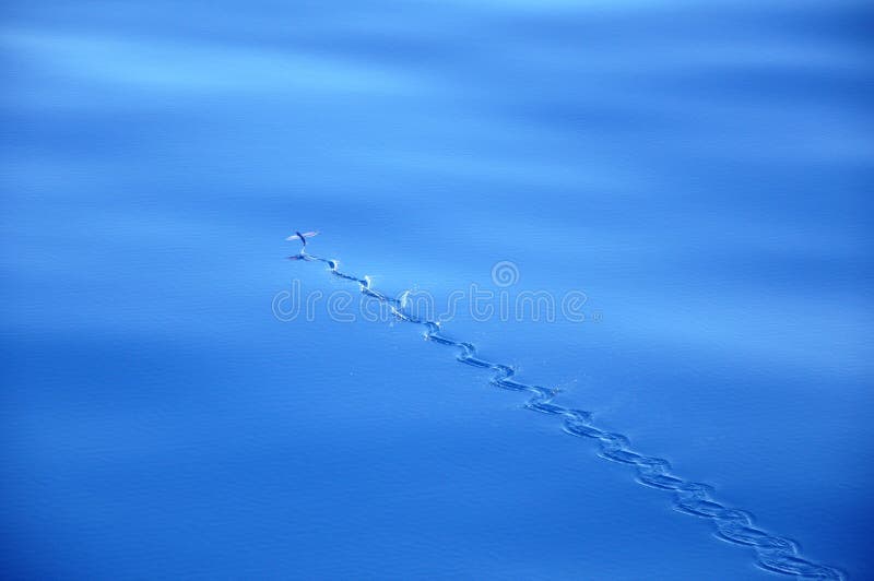 Peixes de vôo Peixes de vôo
