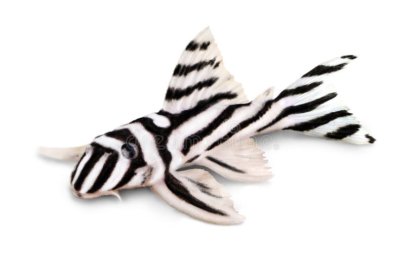 Peixes do aquário de Plecostomus da zebra de Pleco L-046 Hypancistrus da zebra