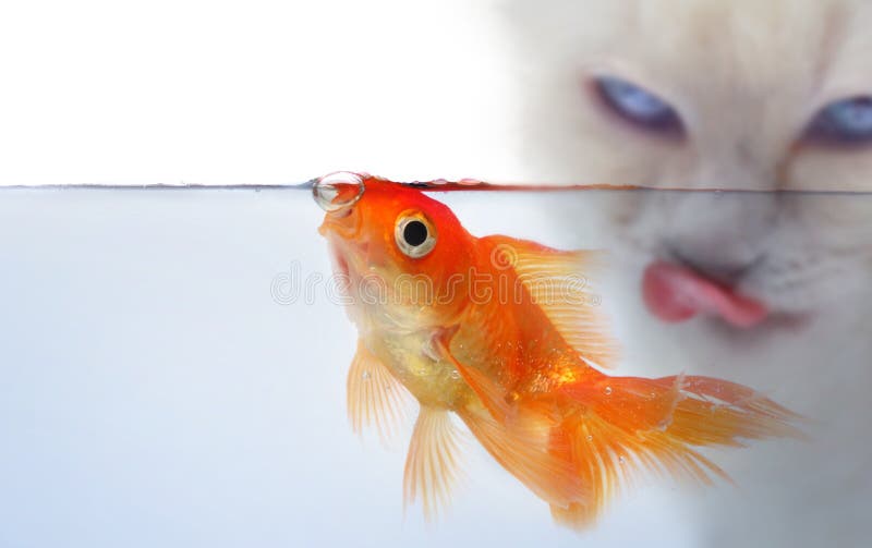 Peixes do ouro na linha de flutuação imagens de stock Peixes do ouro na linha de flutuação imagens de stock