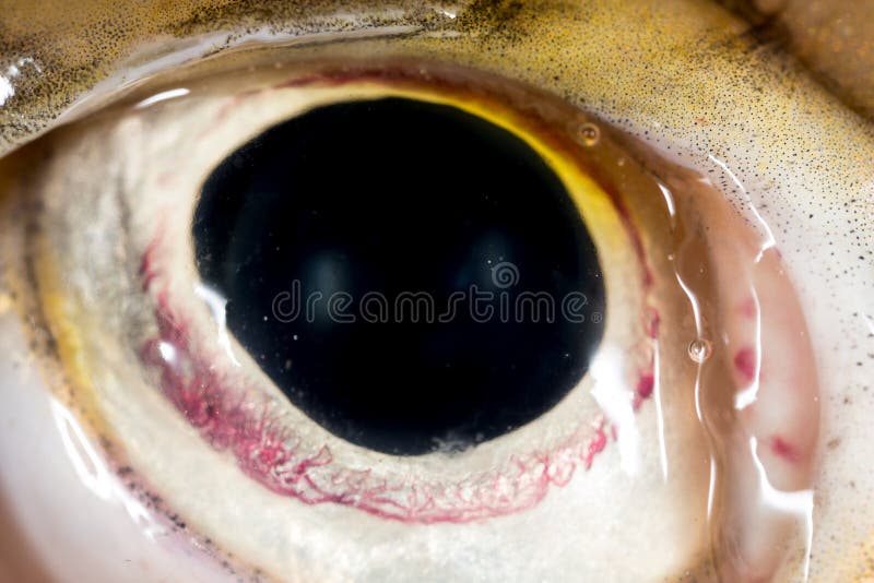 Peixes do pique do olho Macro super fotos de stock royalty free Peixes do pique do olho Macro super fotos de stock royalty free