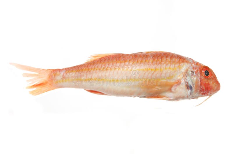 Peixes do salmonete vermelho foto de stock Peixes do salmonete vermelho foto de stock