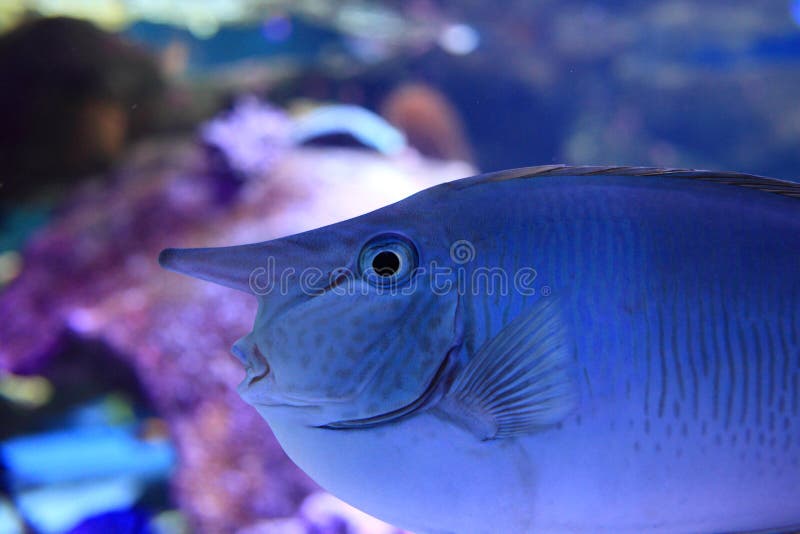 Close-up of a Unicorn fish in its sanctuary. Replica of the reef in the background blurred. Close-up of a Unicorn fish in its sanctuary. Replica of the reef in the background blurred.