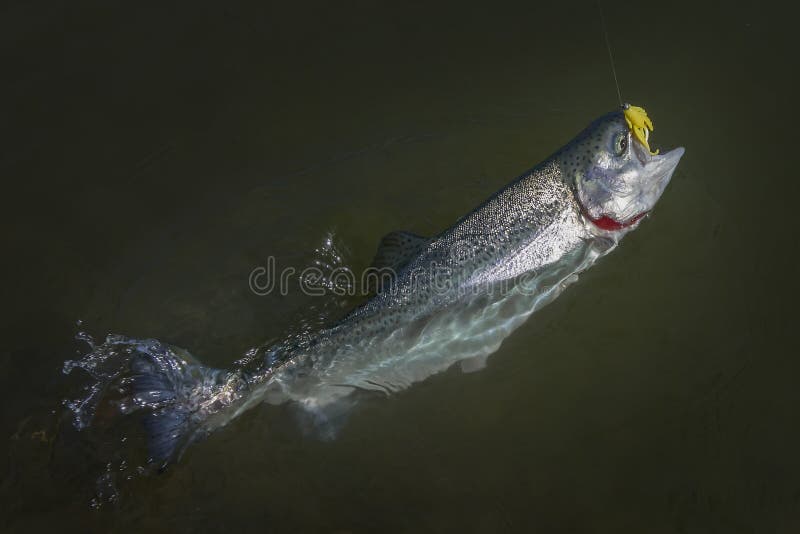 Peixes dos salm?es da truta arco-?ris travados na ?gua Fundo da pesca da ?rea fotografia de stock royalty free Peixes dos salm?es da truta arco-?ris travados na ?gua Fundo da pesca da ?rea fotografia de stock royalty free