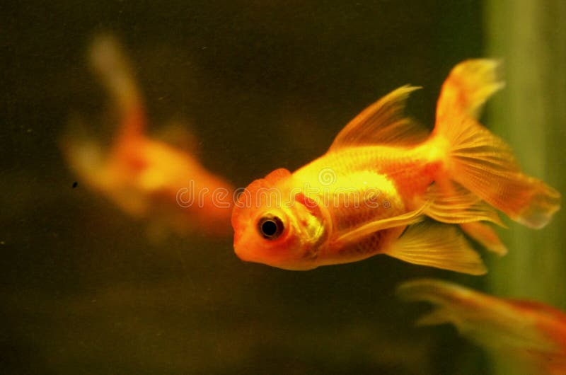 Peixes dourados imagem de stock Peixes dourados imagem de stock