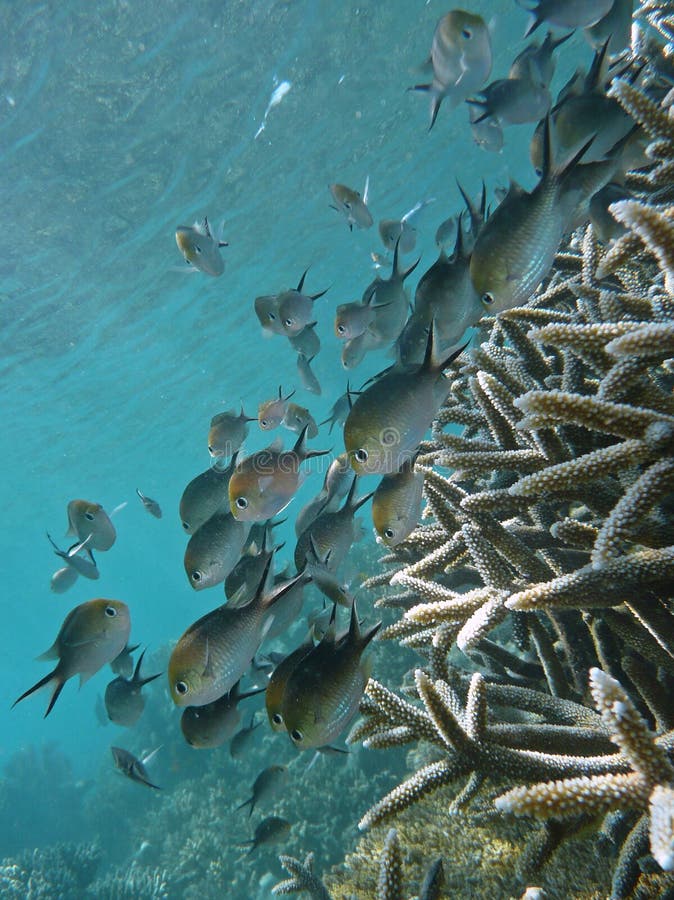 Peixes e corais tropicais imagens de stock Peixes e corais tropicais imagens de stock