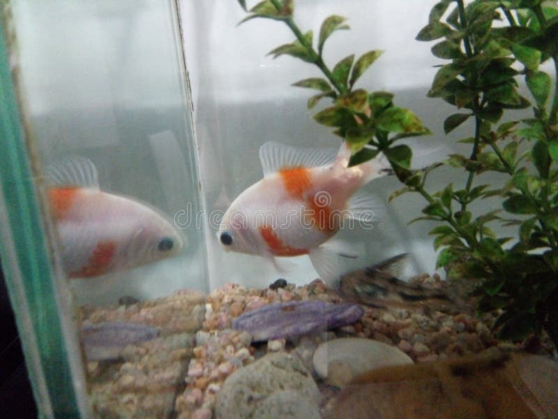 Peixes em minha casa imagem de stock Peixes em minha casa imagem de stock