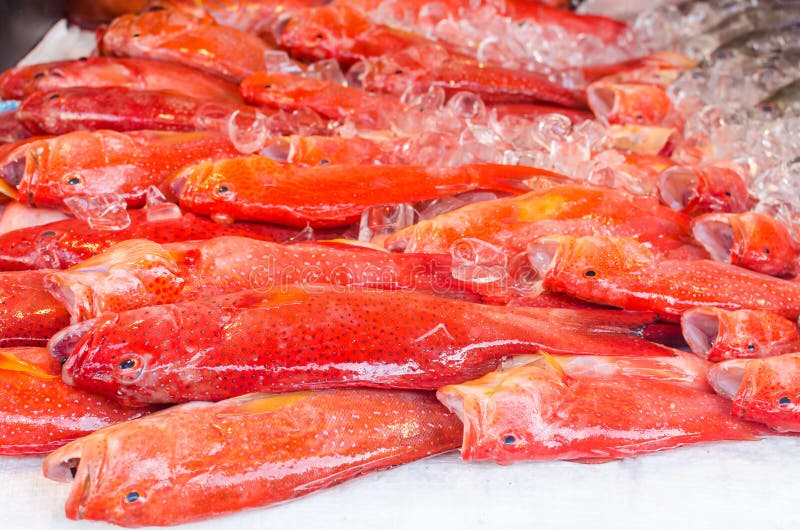 Peixes exóticos frescos no gelo no mercado do marisco na ilha de Boracay imagens de stock Peixes exóticos frescos no gelo no mercado do marisco na ilha de Boracay imagens de stock