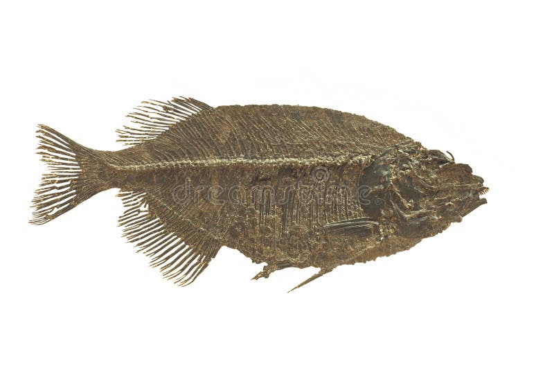 Extinct fossilized fish, called a phareodus testis, from the Eocene period. Isolated on white. Extinct fossilized fish, called a phareodus testis, from the Eocene period. Isolated on white.