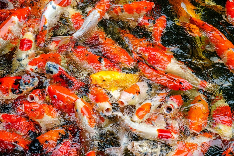 Peixes ou carpa colorida ou carpa extravagante, natação extravagante da carpa na lagoa no jardim zoológico fotografia de stock Peixes ou carpa colorida ou carpa extravagante, natação extravagante da carpa na lagoa no jardim zoológico fotografia de stock