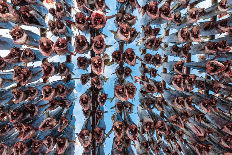 Peixes pendurados para secar em Noruega fotografia de stock Peixes pendurados para secar em Noruega fotografia de stock