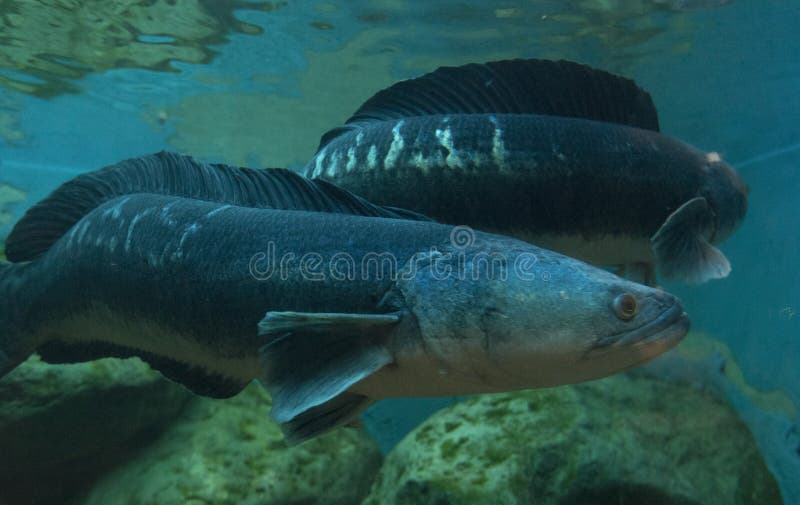 Peixes principais da serpente gigante no aquário foto de stock royalty free Peixes principais da serpente gigante no aquário foto de stock royalty free