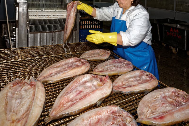 Peixes que processam, fábrica dos peixes imagens de stock Peixes que processam, fábrica dos peixes imagens de stock