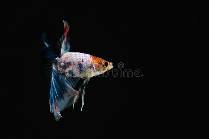 Peixes Siamese da luta imagens de stock royalty free Peixes Siamese da luta imagens de stock royalty free