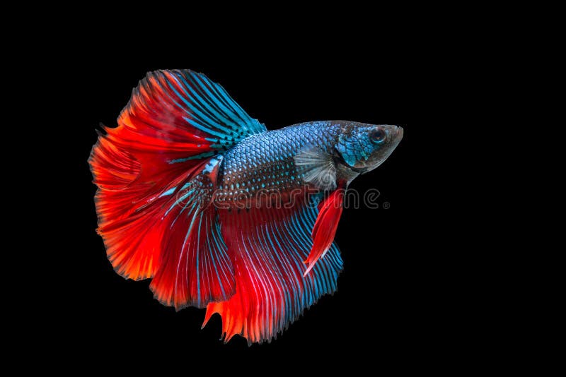 Peixes Siamese da luta isolados no fundo preto imagem de stock Peixes Siamese da luta isolados no fundo preto imagem de stock