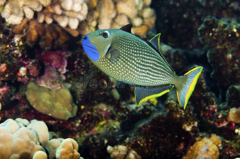 A blue throated trigger fish swimming over a coral reef. A blue throated trigger fish swimming over a coral reef