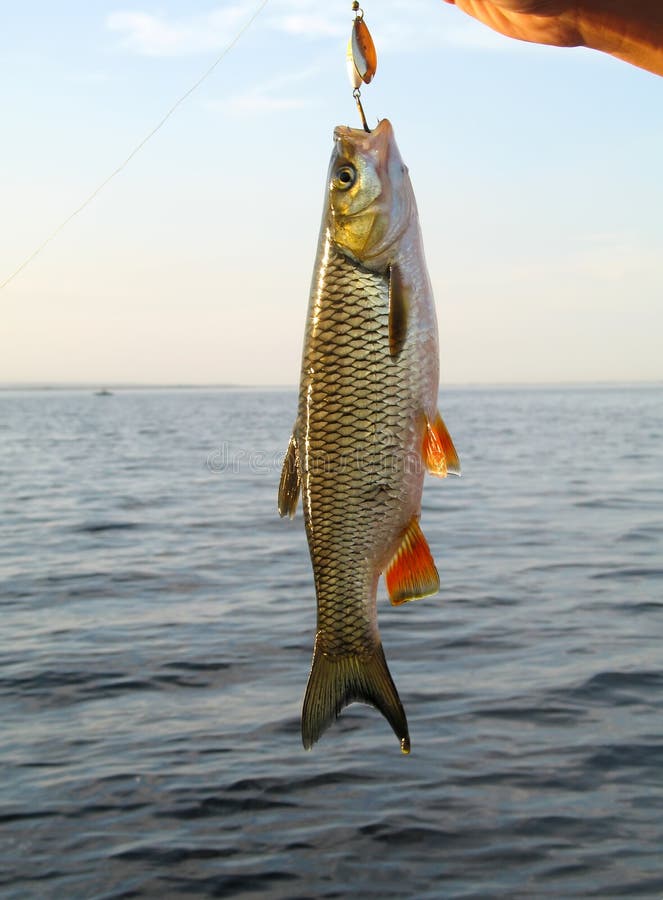 Peixes travados Caboz do rio Pesca para girar fotos de stock Peixes travados Caboz do rio Pesca para girar fotos de stock