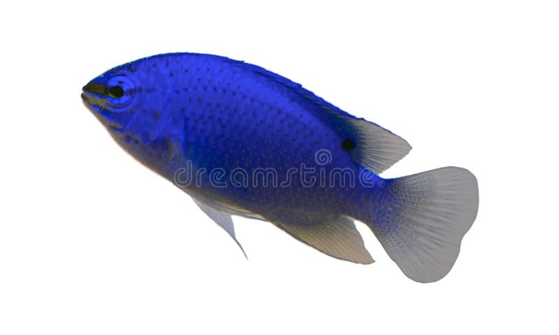 Peixes tropicais do aquário Peixes tropicais do aquário