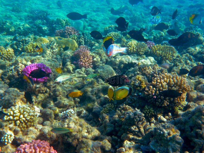 Seascape of Tropical Fish and Coral Reef in Sunlight. Seascape of Tropical Fish and Coral Reef in Sunlight