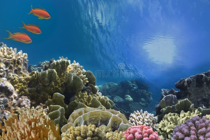 Peixes tropicais em Coral Reef no Mar Vermelho fotografia de stock Peixes tropicais em Coral Reef no Mar Vermelho fotografia de stock