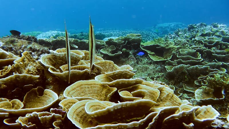 Peixes tropicais submarinos em posição vertical. barbeiro aeoliscus strigatus sobre coral duro em água rasa