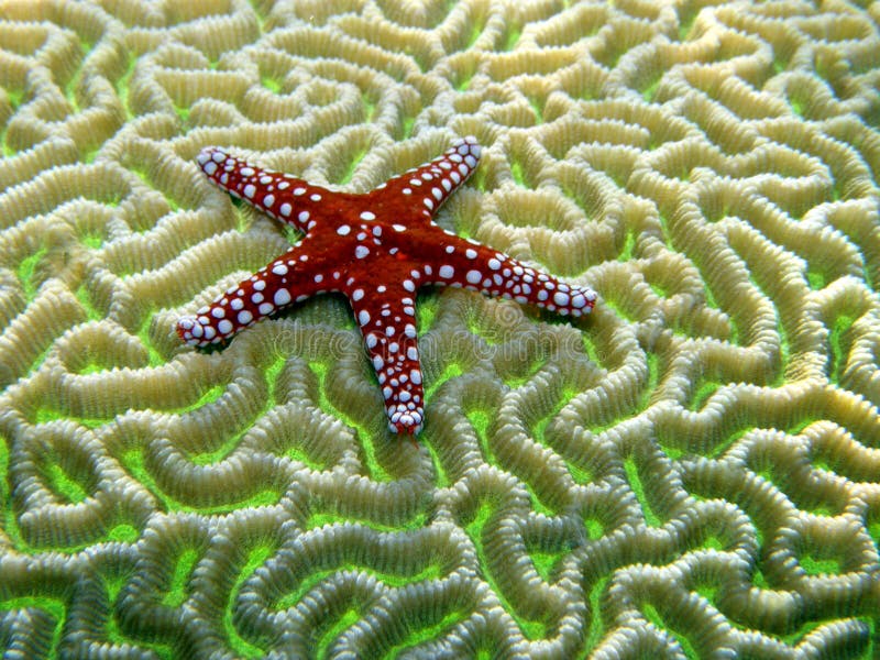 Peixes vermelhos da estrela no coral de cérebro