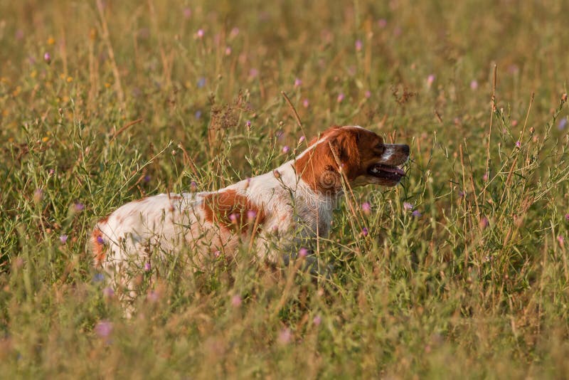 A French Brittany stands completely still pointing her snout into the direction of quails hiding in the tall grass as she lifts one foot,prepared to run after the birds. A French Brittany stands completely still pointing her snout into the direction of quails hiding in the tall grass as she lifts one foot,prepared to run after the birds.