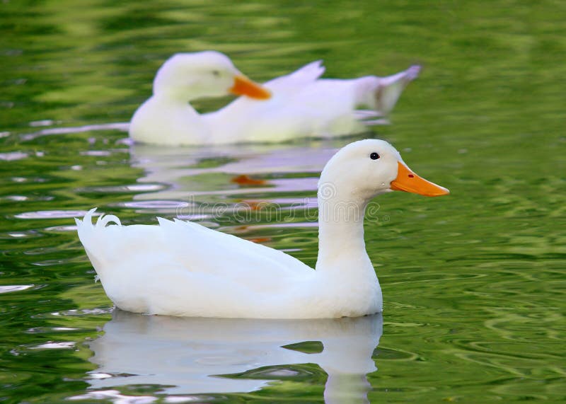 Pekin blanc Duck Long Island penche le domestica de platyrhynchos d'ana images libres de droits Pekin blanc Duck Long Island penche le domestica de platyrhynchos d'ana images libres de droits