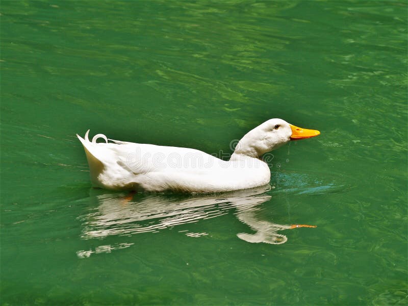 Pekin blanc Duck Swimming dans le lac photo libre de droits Pekin blanc Duck Swimming dans le lac photo libre de droits