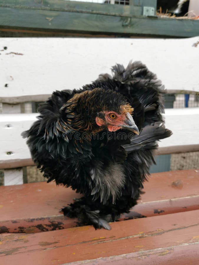 110+ Buff Cochin Bantam Chicken Stock Photos, Pictures & Royalty-Free  Images - iStock