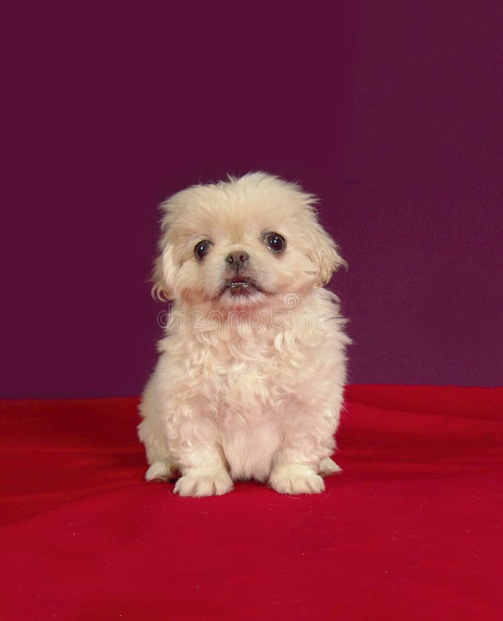 Pekinese puppy sit royalty free stock photography