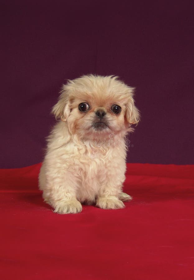 Pekinese puppy sit stock photos
