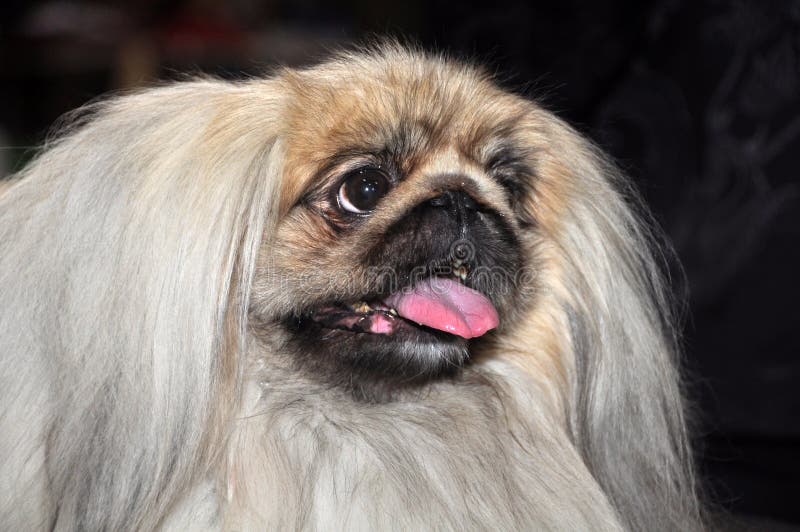 The Pekingese (the Lion-Dog, Pekingese Lion-Dog, Pelchie Dog, Peke) is an ancient breed of toy dog, originating in China. They are called Lion-Dogs due to their resemblance to Chinese guardian lions. The Pekingese (the Lion-Dog, Pekingese Lion-Dog, Pelchie Dog, Peke) is an ancient breed of toy dog, originating in China. They are called Lion-Dogs due to their resemblance to Chinese guardian lions.