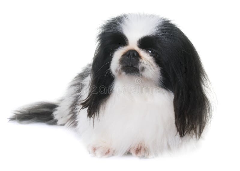384 Black White Pekingese Dog Photos Free Royalty Free Stock Photos From Dreamstime