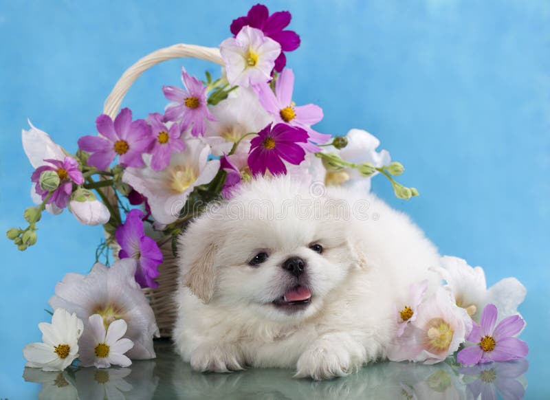 Pekingese white puppy and flowers. Pekingese white puppy and flowers
