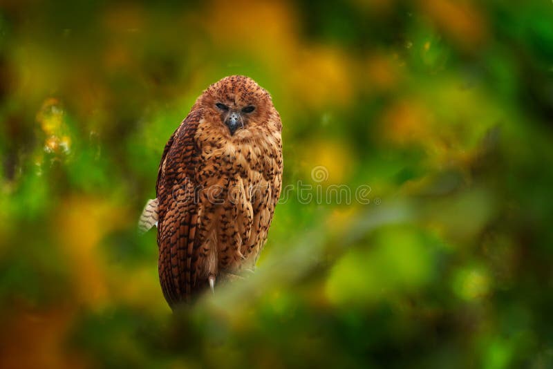 Pel`s fishing owl, Scotopelia peli, beautiful bird in the forest tree habitat, Okavango delta, Moremi, Botswana in Africa. Big brown owl hidden in the green vegetation, wildlife scene from nature