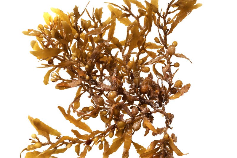 Pelagic brown algae in the genus Sargassum. The berry-like structures are gas-filled bladders known as pneumatocysts, which