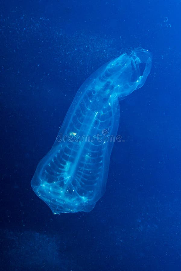 Pelagic Tunicate stock image. Image of undersea, ocean - 93707501