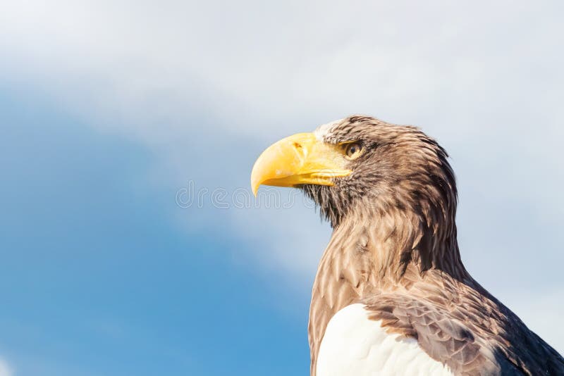 Pelagicus Haliaeetus πορτρέτου αετών θάλασσας Steller στοκ εικόνα με δικαίωμα ελεύθερης χρήσης Pelagicus Haliaeetus πορτρέτου αετών θάλασσας Steller στοκ εικόνα με δικαίωμα ελεύθερης χρήσης