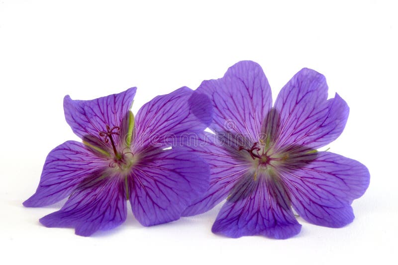 Geranium, bloom, blossom, white background, green, petals, stamp, veins, flower, plant, pink, blue, two, 2. Geranium, bloom, blossom, white background, green, petals, stamp, veins, flower, plant, pink, blue, two, 2