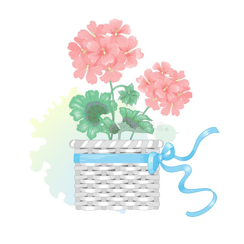 Pelargonblomma i en vide- korg med en pilbåge royaltyfri illustrationer