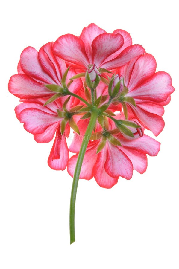 Pelargonblomma som är tillbaka arkivfoto Pelargonblomma som är tillbaka arkivfoto
