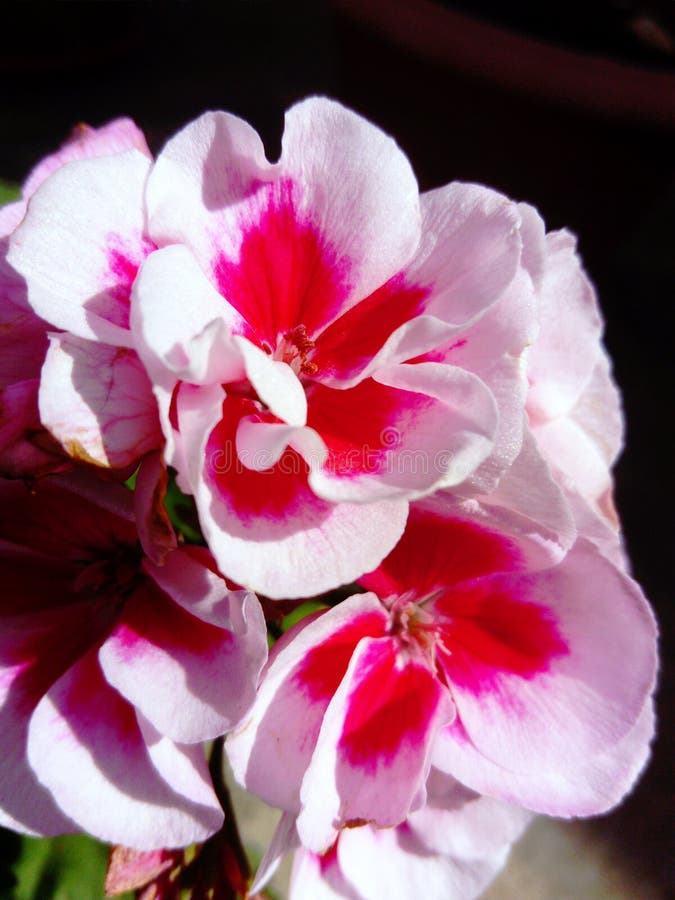 PelargoniaAmericana vit f?rgst?nk arkivbild PelargoniaAmericana vit f?rgst?nk arkivbild