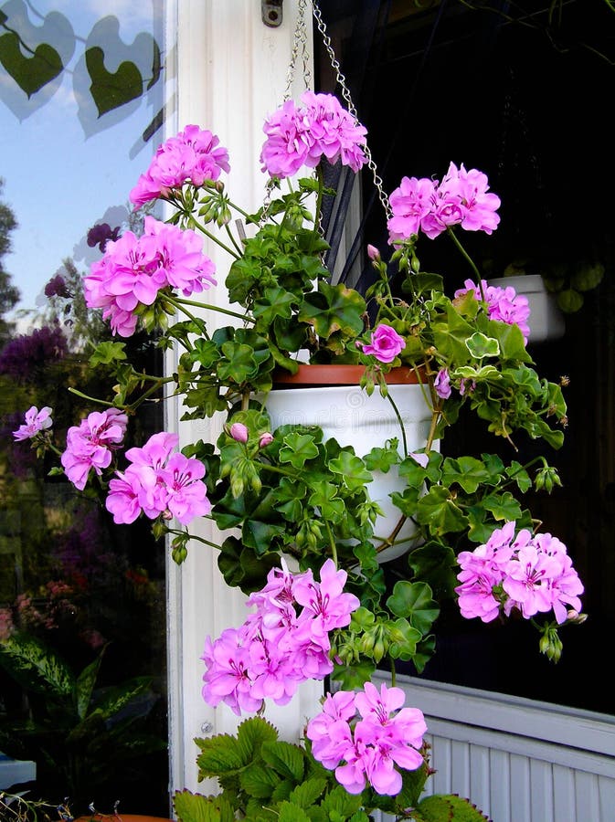 Pelargonie blüht in hängendem Korb auf einem Balkon stockbild Pelargonie blüht in hängendem Korb auf einem Balkon stockbild
