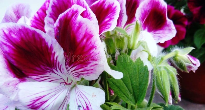 Pelargonium Angel eyes bicolour royalty free stock photo Pelargonium Angel eyes bicolour royalty free stock photo