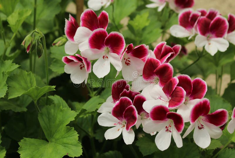 Pelargonium Angel Eyes Bicolour. Blooming geranium royalty free stock photos Pelargonium Angel Eyes Bicolour. Blooming geranium royalty free stock photos