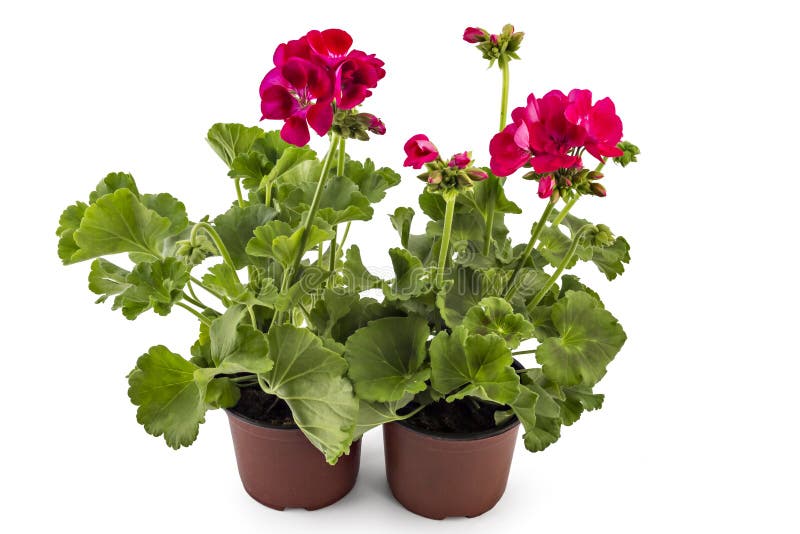 Pelargonium do gerânio foto de stock Pelargonium do gerânio foto de stock